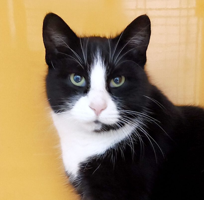 Clemens, ca. 7 Jahre