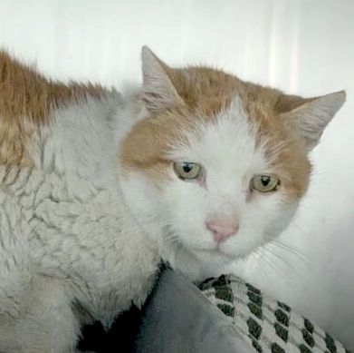 Old Curry, Ü10 Jahre