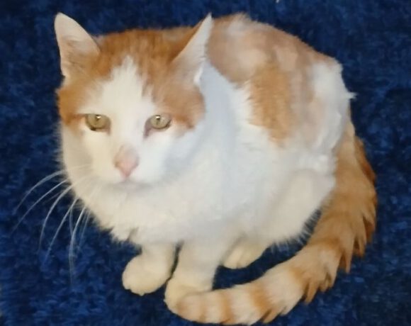 Old Curry, Ü10 Jahre