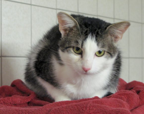 Donatello, ca. 4-5 Jahre