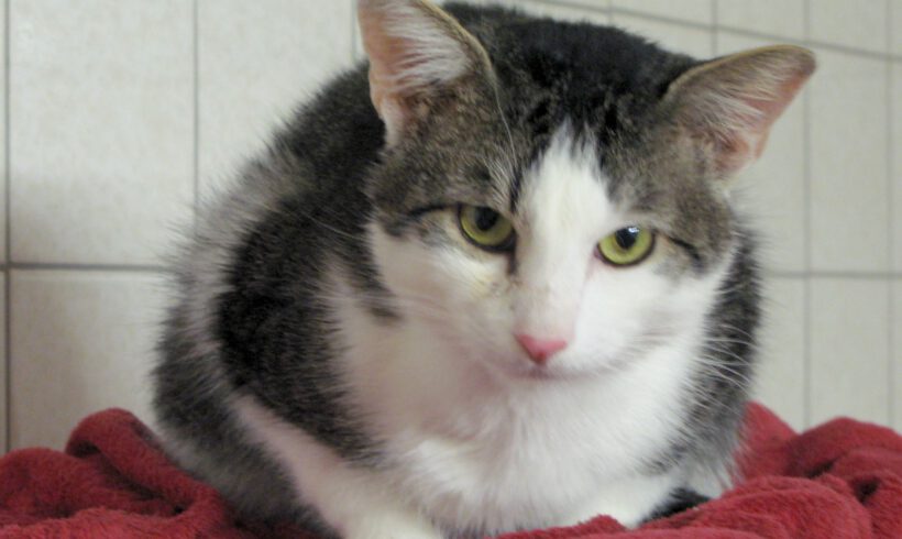 Donatello, ca. 4-5 Jahre