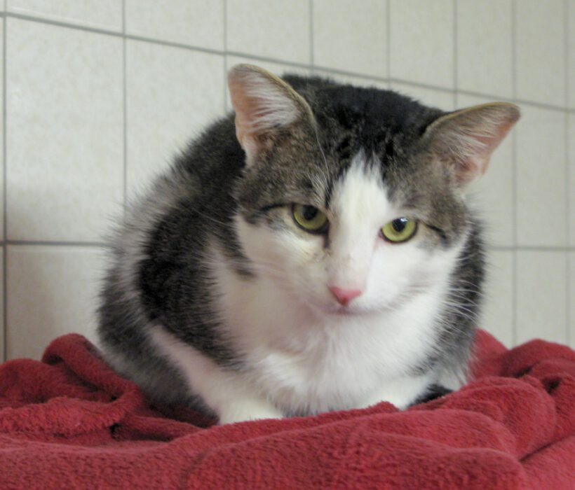 Donatello, ca. 4-5 Jahre