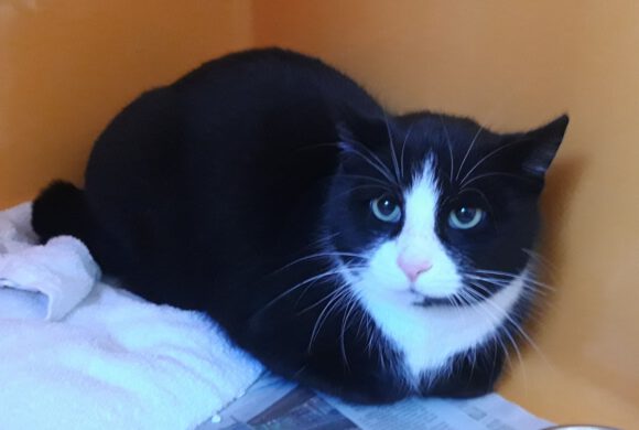 Kater in Gifhorn gefunden