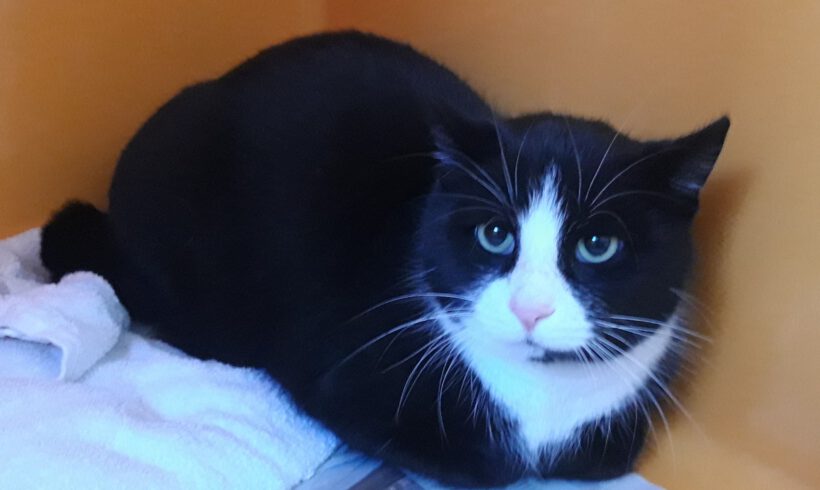 Kater in Gifhorn gefunden