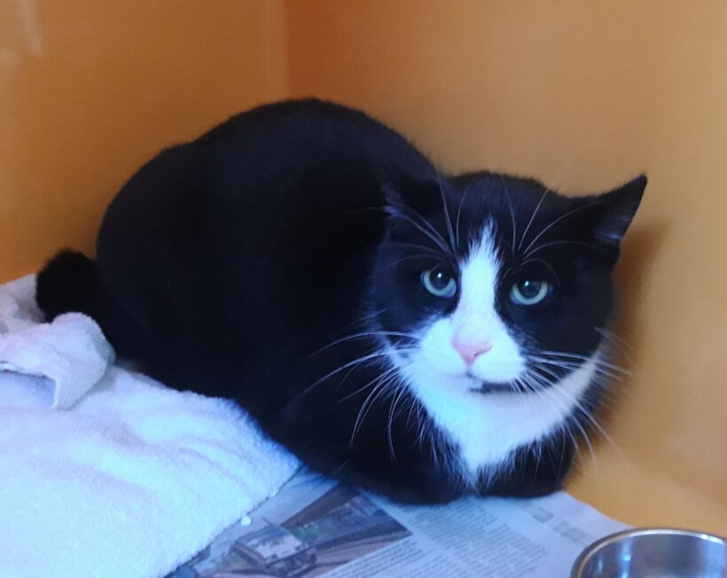 Kater in Gifhorn gefunden