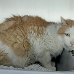 Kater in Isenbüttel gefunden Kater in Isenbüttel gefunden