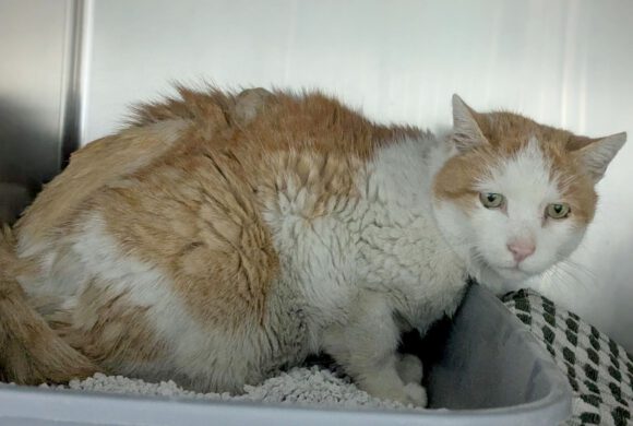 Kater in Isenbüttel gefunden