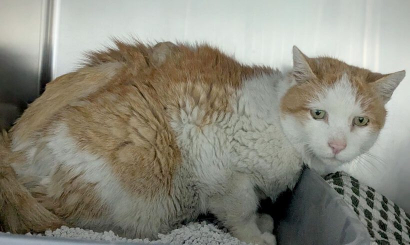 Kater in Isenbüttel gefunden