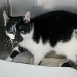 Katze in Ahnsen gefunden Katze in Ahnsen gefunden