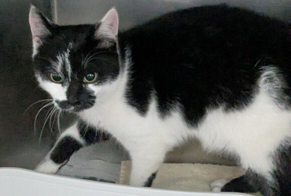 Katze in Ahnsen gefunden