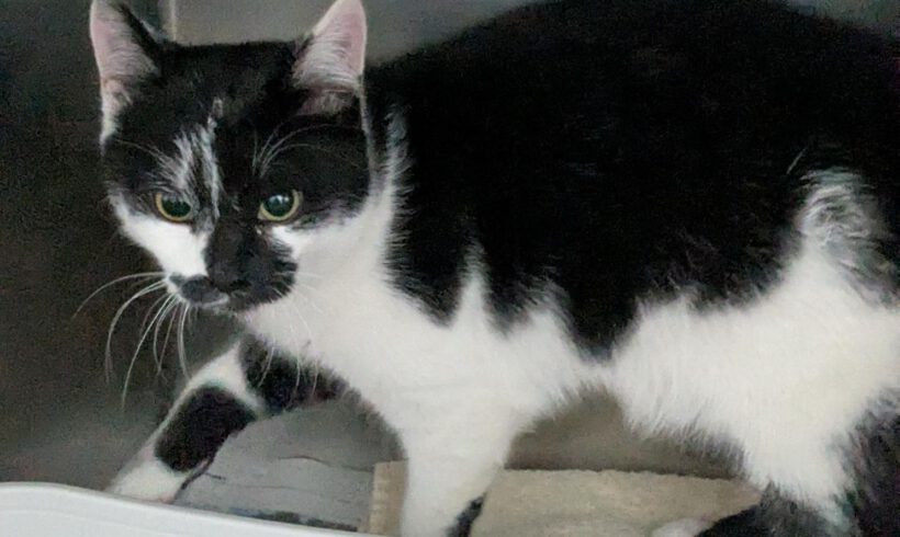 Katze in Ahnsen gefunden