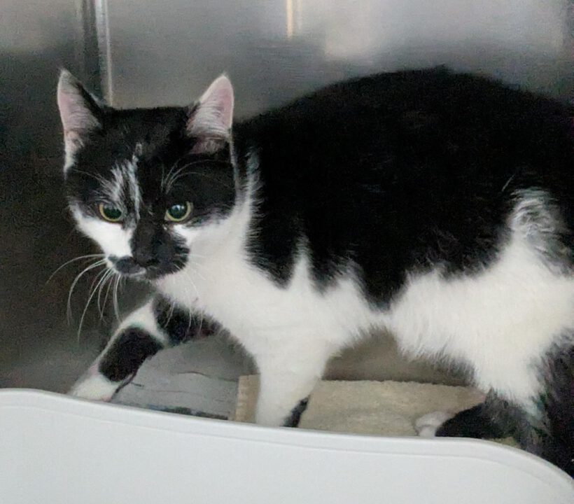 Katze in Ahnsen gefunden