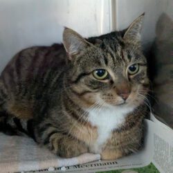 Katze in Böckelse gefunden Katze in Böckelse gefunden