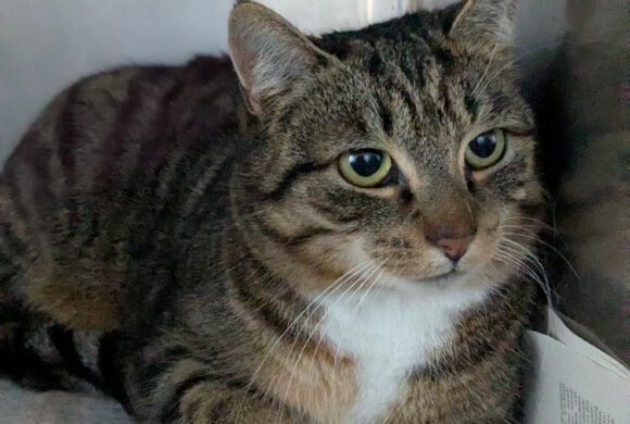 Katze in Böckelse gefunden