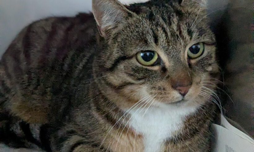 Katze in Böckelse gefunden