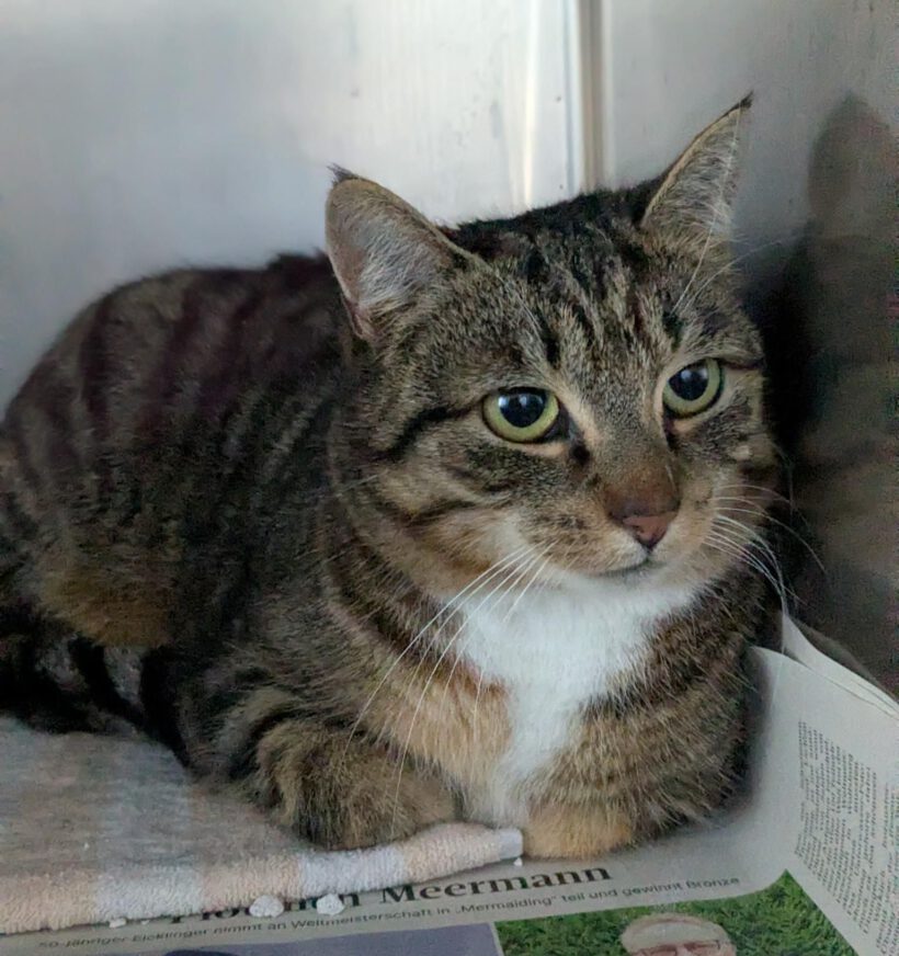 Katze in Böckelse gefunden