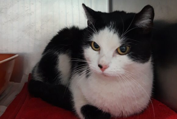 Katze in Neudorf-Platendorf gefunden