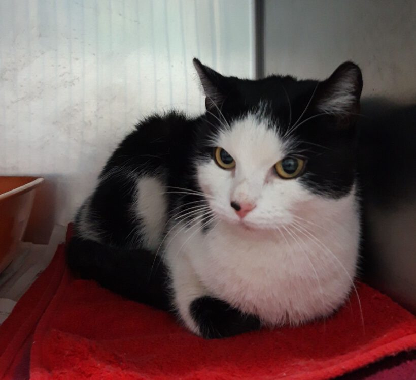 Katze in Neudorf-Platendorf gefunden