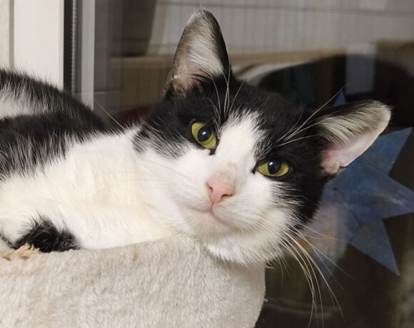 Leonardo, ca. 3-4 Jahre