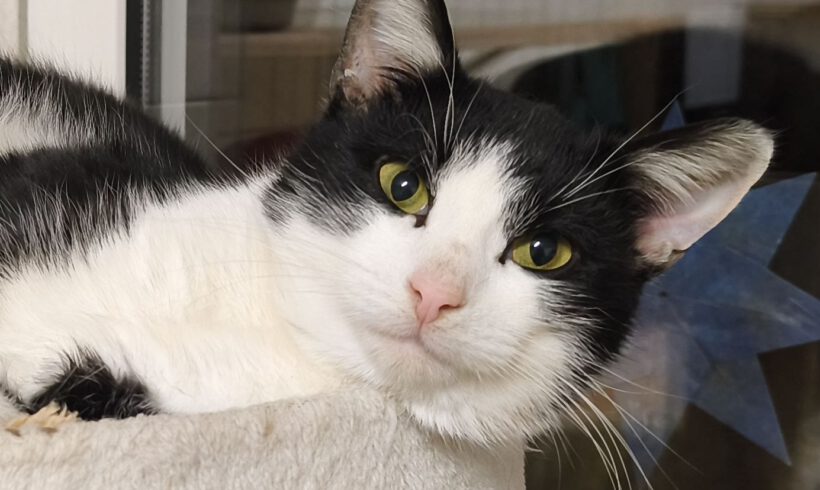 Leonardo, ca. 3-4 Jahre