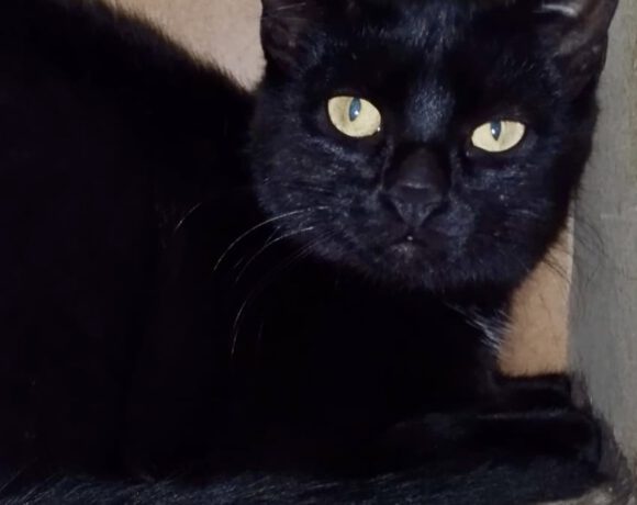 Savannah, ca. 1,5 Jahre Savannah, ca. 1,5 Jahre