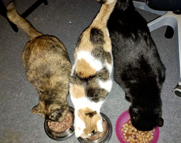 Schmusi, Cassiopeia & Kasper Schmusi, Cassiopeia & Kasper