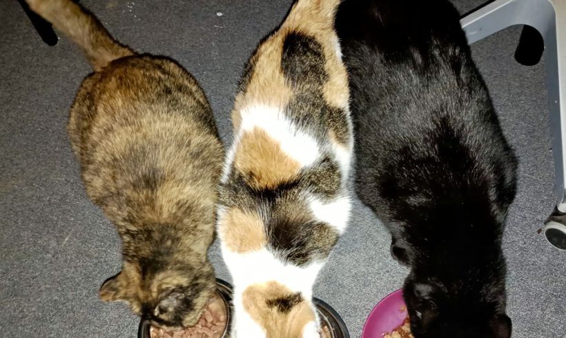 Schmusi, Cassiopeia & Kasper