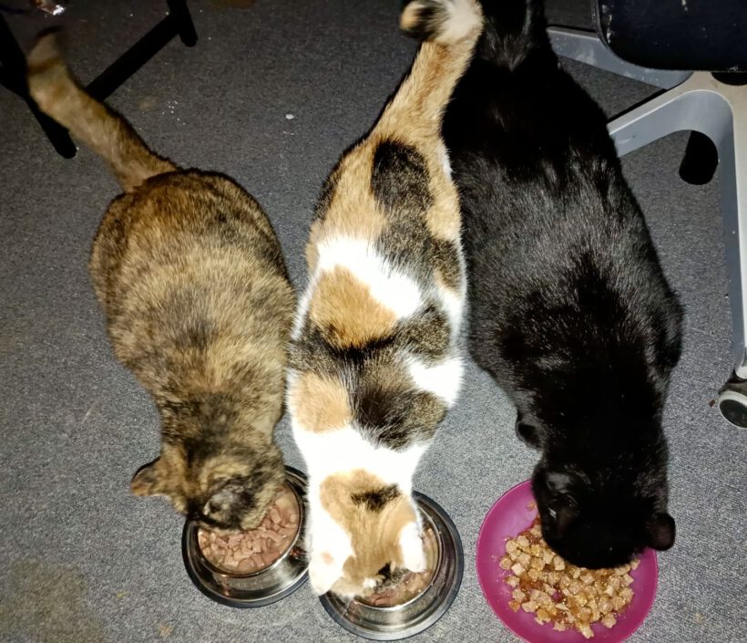 Schmusi, Cassiopeia & Kasper