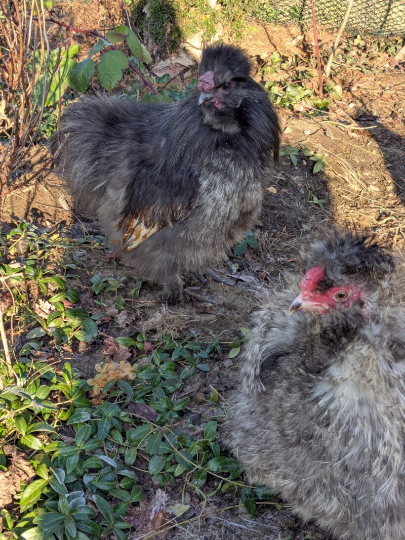 3 Seidenhuhn-Hähne 3 Seidenhuhn-Hähne