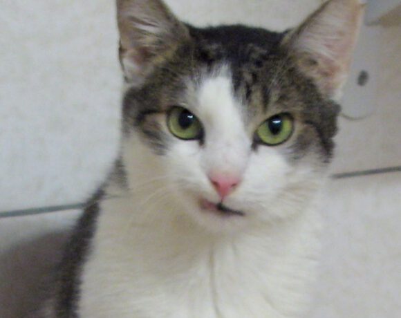 Splinter, ca. 8-9 Jahre