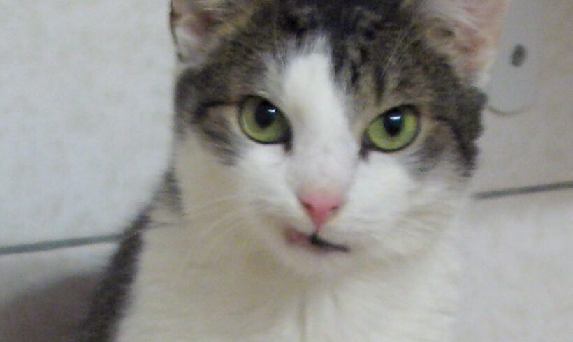 Splinter, ca. 8-9 Jahre