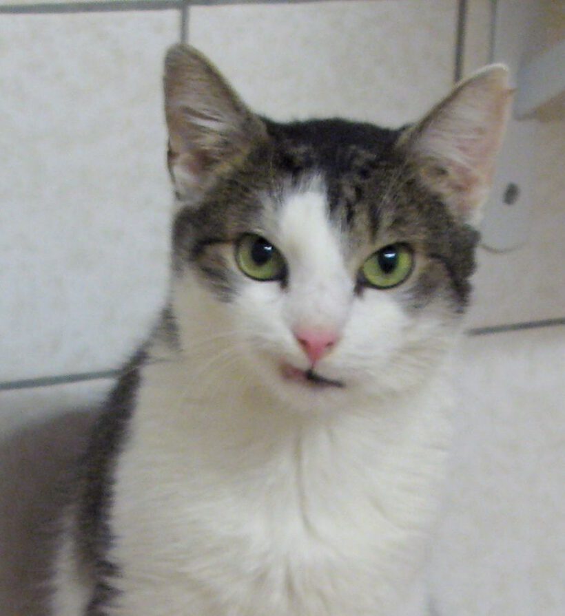 Splinter, ca. 8-9 Jahre