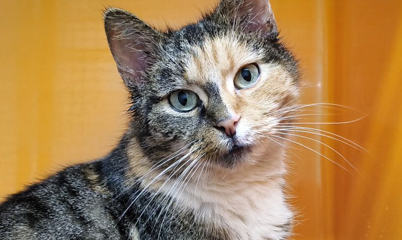 Sharon, ca. 10 Jahre (reserviert)