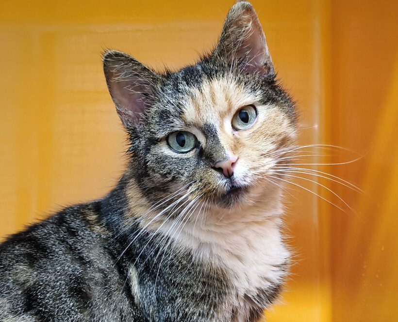 Sharon, ca. 10 Jahre (reserviert)