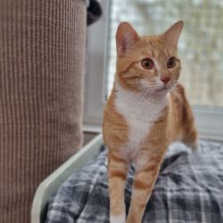 Bruno, ca. 1,5 Jahre