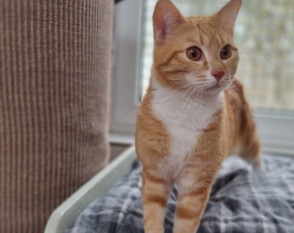 Bruno, ca. 1,5 Jahre