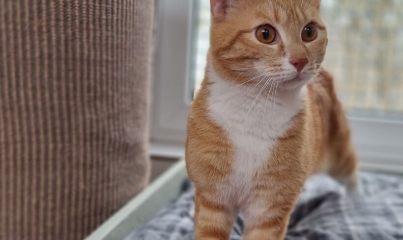 Bruno, ca. 1,5 Jahre