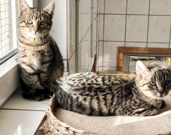 Chilli & Majo ca. 5 Monate