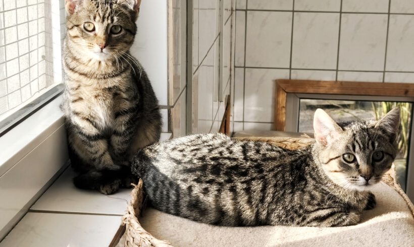 Chilli & Majo ca. 5 Monate