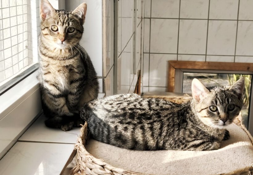 Chilli & Majo ca. 7 Monate Chilli & Majo ca. 7 Monate