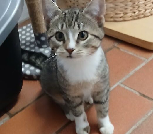 Ellie, Chilli, Pommes & Majo ca. 5 Monate