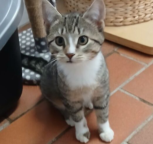 Ellie, Chilli, Pommes & Majo ca. 5 Monate