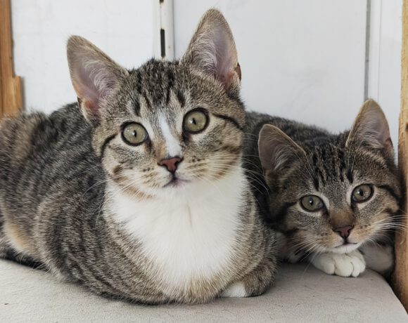 Ellie, Chilli & Majo ca. 5 Monate Ellie, Chilli & Majo ca. 5 Monate