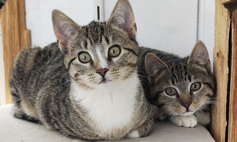 Ellie, Chilli & Majo ca. 5 Monate