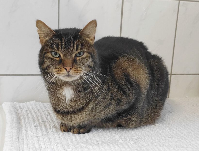 Finn, ca. 6 Jahre Finn, ca. 6 Jahre