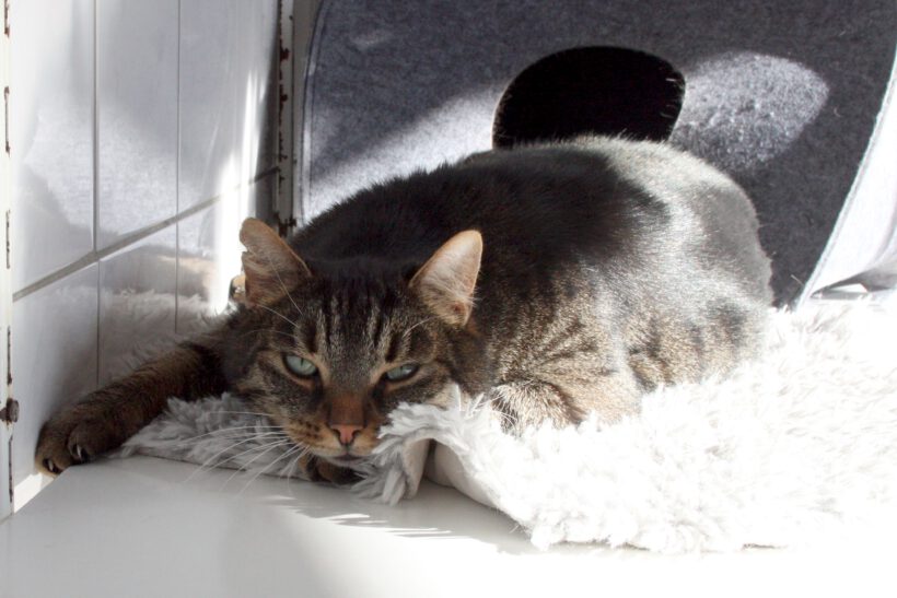 Finn, ca. 6 Jahre Finn, ca. 6 Jahre