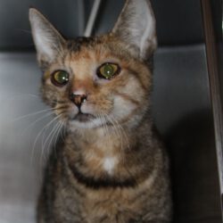 Katze in Wahrenholz gefunden Katze in Wahrenholz gefunden