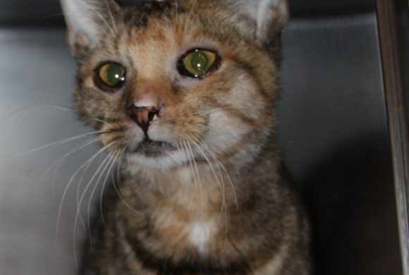 Katze in Wahrenholz gefunden