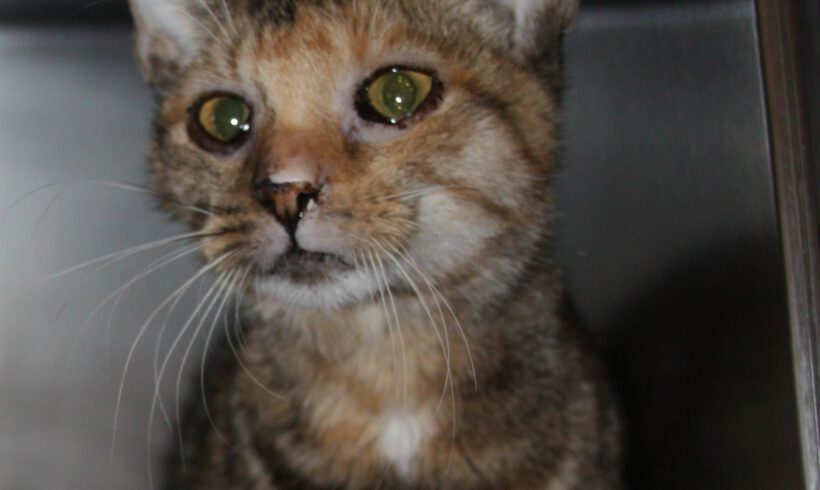 Katze in Wahrenholz gefunden