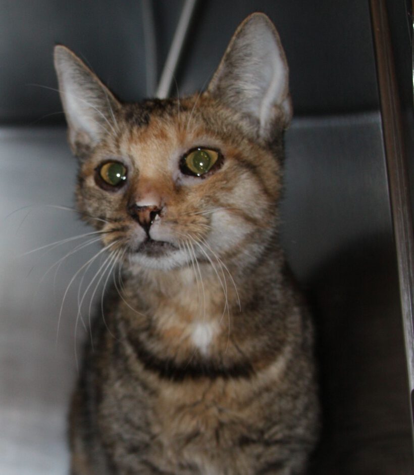 Katze in Wahrenholz gefunden